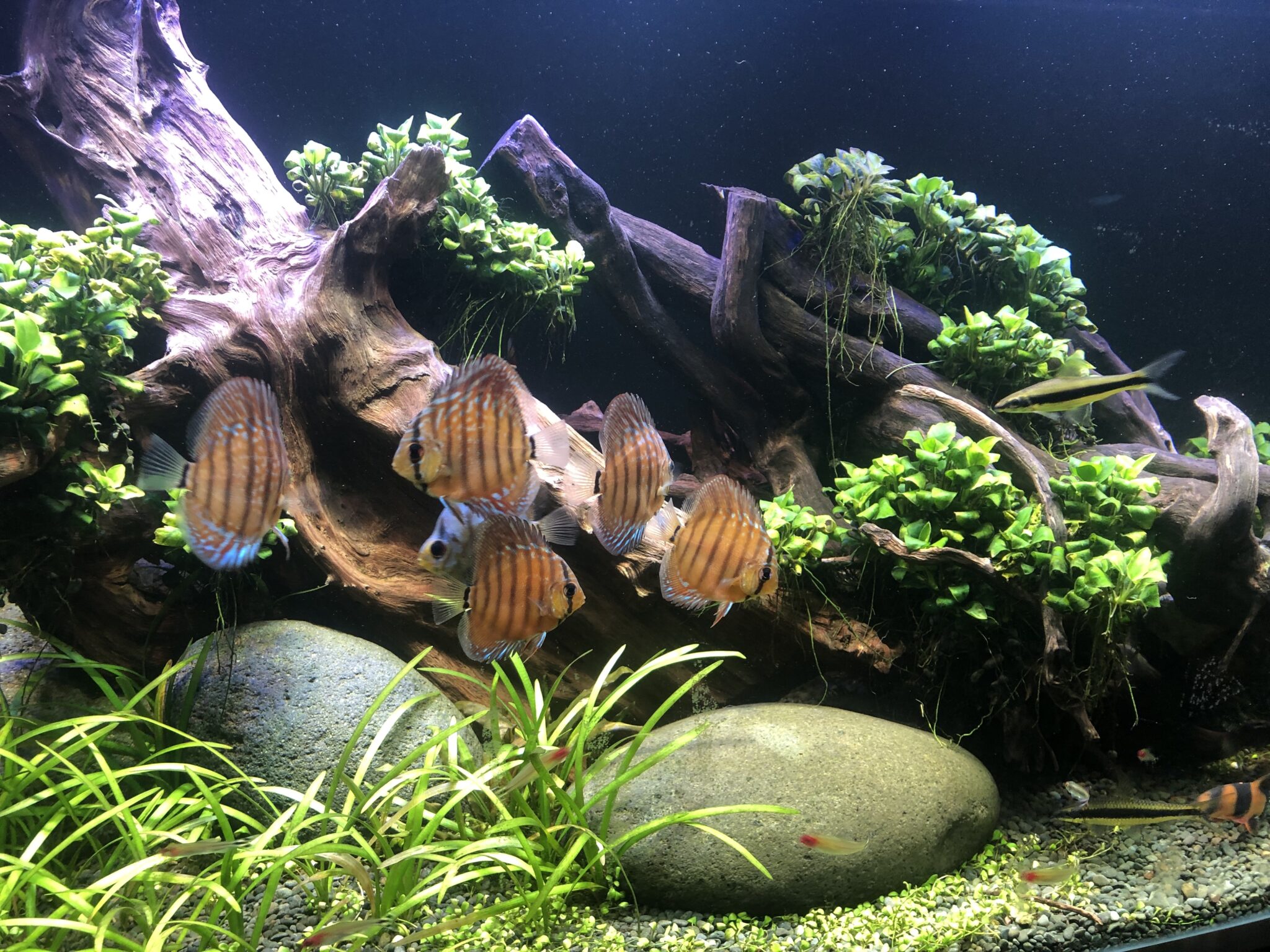 Freshwater Aquariums, Freshwater Fish Tanks - Custom Aquariums
